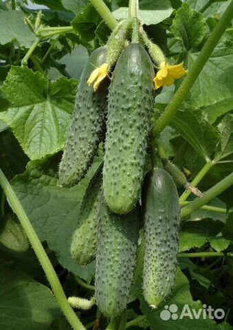 Семена огурца Кураж F1 (250 семян)