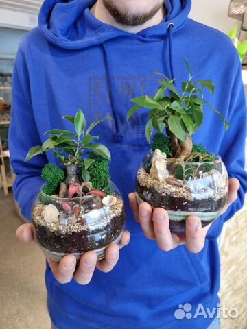 Мини бонсай во флорариуме