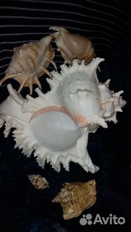 Морские ракушки раковины