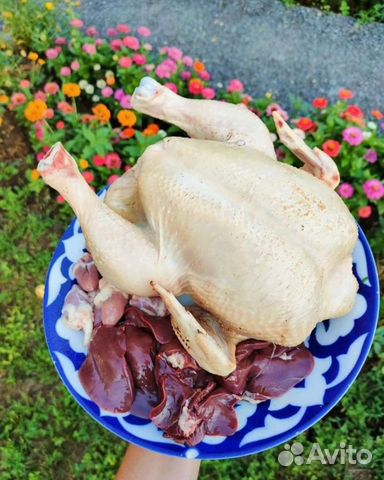 Домашние курочки