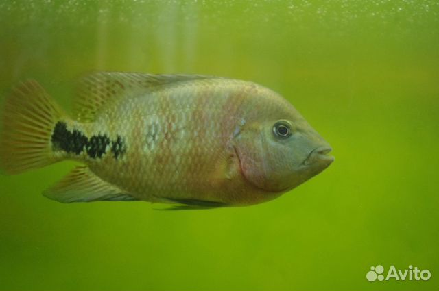 Рыба Гибрид Фото