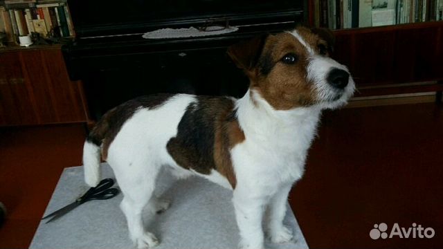 Стрижка собак и кошек