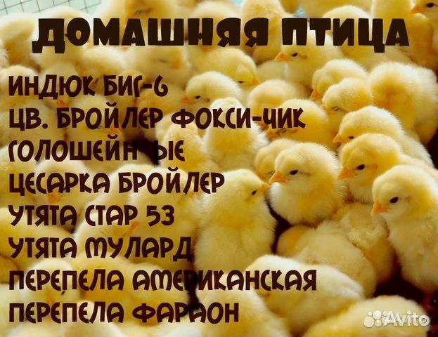 Домашняя птица купить на Зозу.ру - фотография № 1