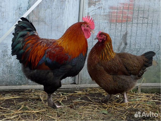 Цыплята, куры несушки (рыжие, белые, черн), цена купить на Зозу.ру - фотография № 4