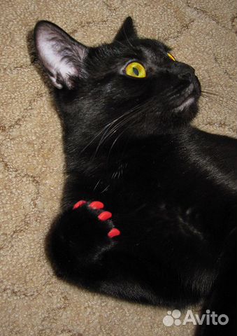 Антицарапки для кошек