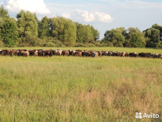 Овцы,ярки, баранчики эдельбаевской породы купить на Зозу.ру - фотография № 6