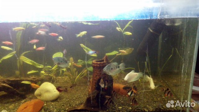 Декоративные рыбки для аквариумов и бассейнов купить на Зозу.ру - фотография № 4