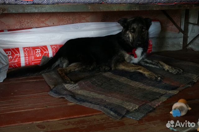 Собака из приюта в г.Валдай ищет любящего хозяина купить на Зозу.ру - фотография № 9