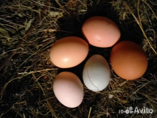 Инкубационное яйцо поместных кур купить на Зозу.ру - фотография № 1
