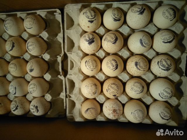 Бройлерные индюшки(яйцо импортное) купить на Зозу.ру - фотография № 1