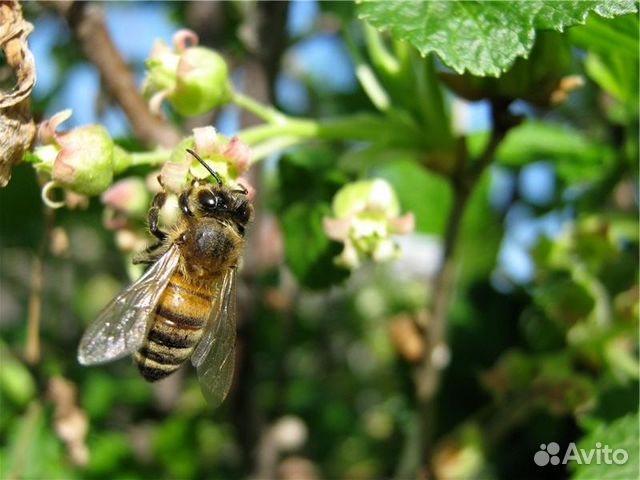 Пчелосемьи/пчелы купить на Зозу.ру - фотография № 3