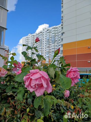 

1-к. квартира, 41 м², 4 кровати