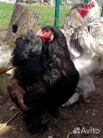 Породные цыплята и инкубационное яйцо купить на Зозу.ру - фотография № 4