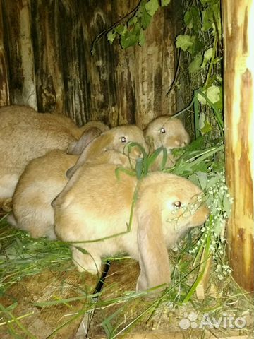 Кролики породы Французский Баран купить на Зозу.ру - фотография № 4