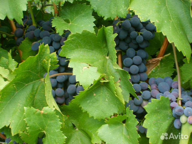 Виноград мерло. Виноград анюта. Сорт винограда ритон. Виноград на вино авито. Виноград магарач черный.