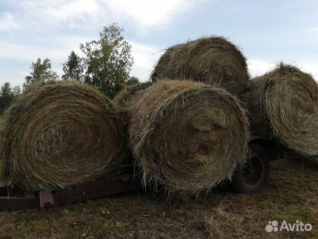 Продам сено в рулонах 2018 года купить на Зозу.ру - фотография № 2