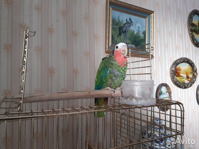 Продаётся попугай с клеткой купить на Зозу.ру - фотография № 2