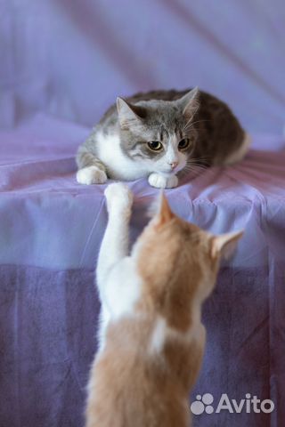 Кот Мотя в самые добрые руки Кот Мотя в самые добрые руки