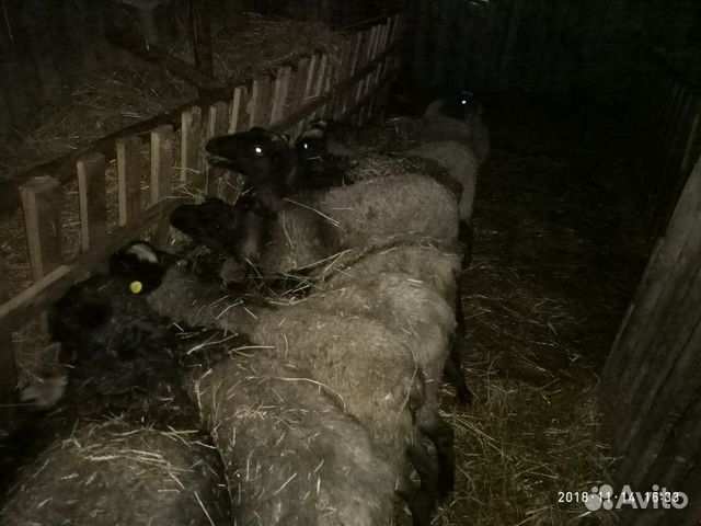 Продаю овец на плямя,с ягнятами купить на Зозу.ру - фотография № 1