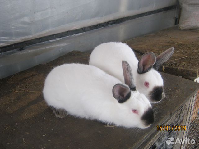 Кролики калифорнийцы купить на Зозу.ру - фотография № 3