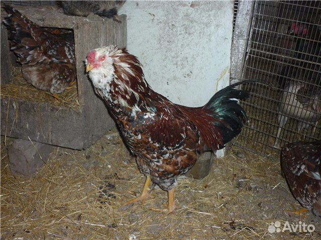 Инкубационное яйцо, цыплята купить на Зозу.ру - фотография № 4