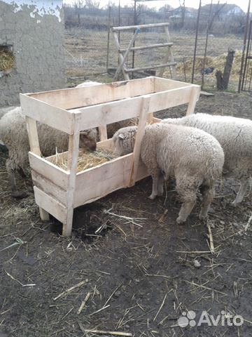 Варианты кормушек для овец