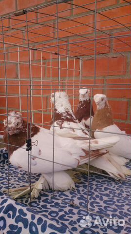Узбекские голуби купить на Зозу.ру - фотография № 2