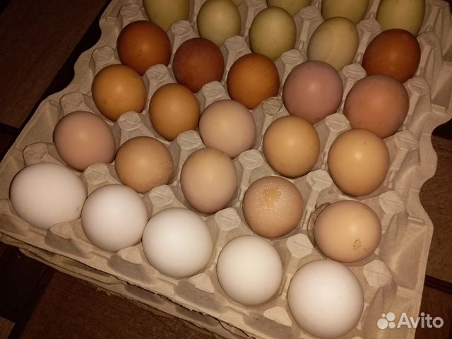 Инкубационное яйцо, Птица купить на Зозу.ру - фотография № 5