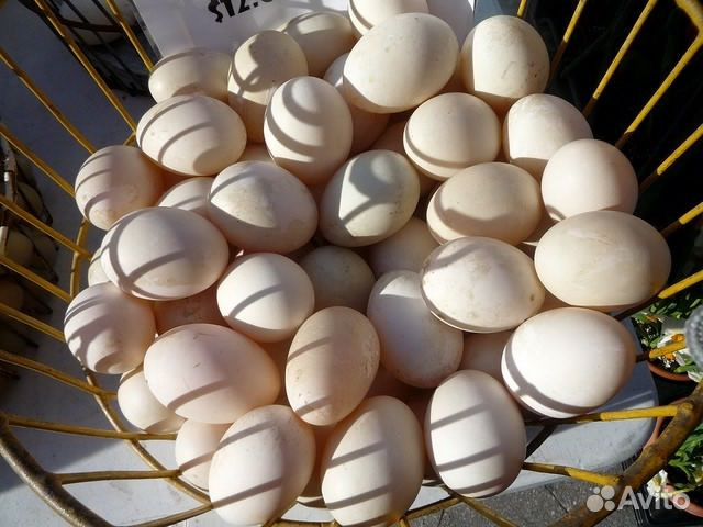 Яйца индоутак домашних купить на Зозу.ру - фотография № 1