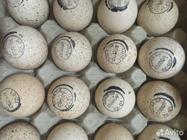 Инкубационное яйцо Канада,Чехия,Венгрия