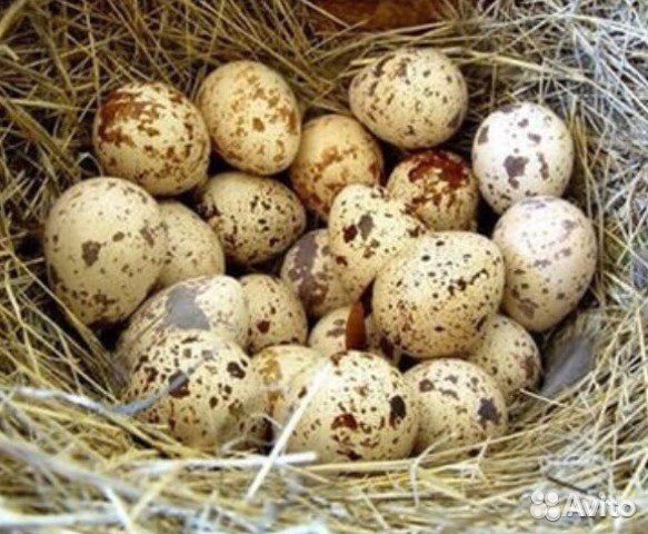 Продаю перепелиное инкуб яйцо купить на Зозу.ру - фотография № 1