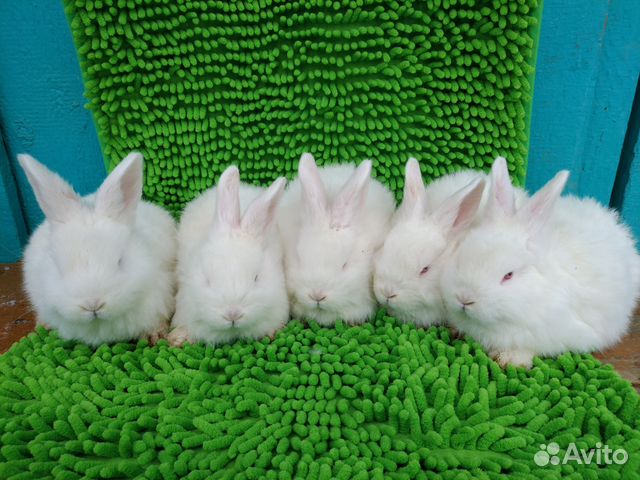 Новозеландские белые кролики (нзб) купить на Зозу.ру - фотография № 2