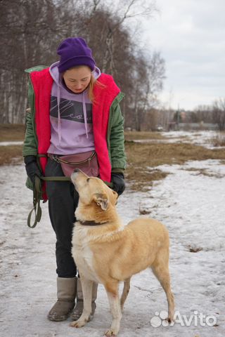 Ларсен хочет домой, собака из приюта в добрые руки купить на Зозу.ру - фотография № 10