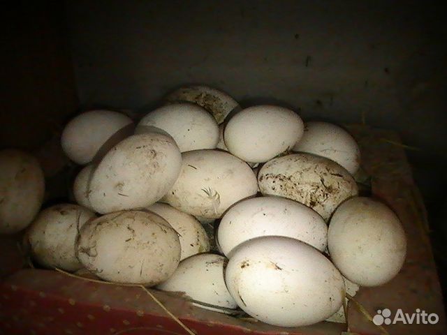 Гусиное яйцо, инкубационное купить на Зозу.ру - фотография № 1
