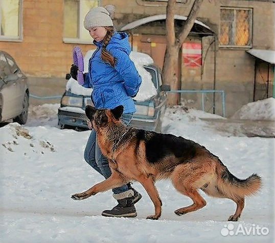 Дрессировка собак с кинологом Дрессировка собак с кинологом