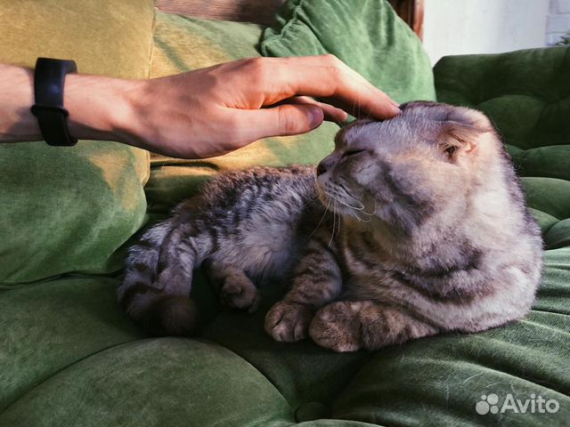 Вязка с шотландским опытным котиком, редкий окрас