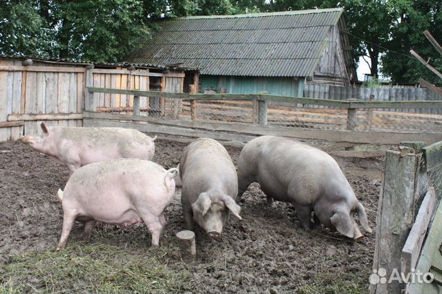 Продаются свиньи, поросята купить на Зозу.ру - фотография № 6
