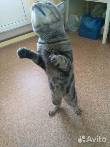 Шотландский кот вязка купить на Зозу.ру - фотография № 3