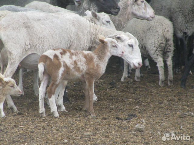 Катумские и Романовские овцы купить на Зозу.ру - фотография № 6