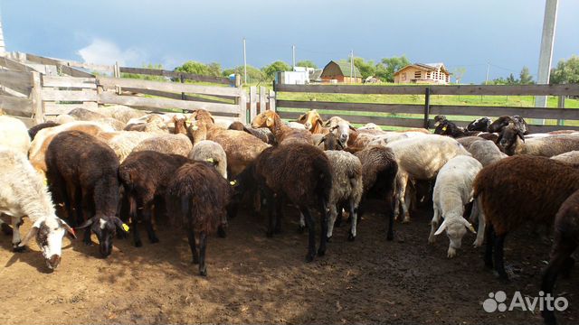 Овцы бараны купить на Зозу.ру - фотография № 3