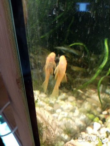 Аквариумные рыбки анциструсы альбиносы, гуппи купить на Зозу.ру - фотография № 2
