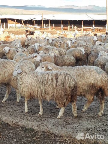 Валушки (овцы, бараны, ягнята) купить на Зозу.ру - фотография № 3