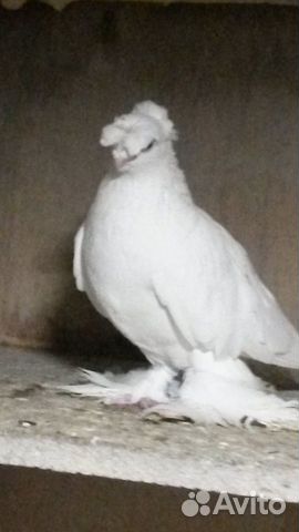 Узбекские и бакинские голуби купить на Зозу.ру - фотография № 6