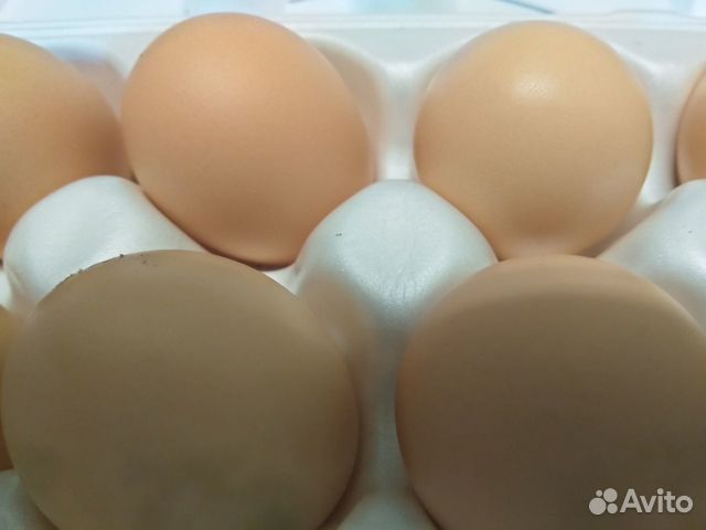 Яйцо инкубационное - микс купить на Зозу.ру - фотография № 2