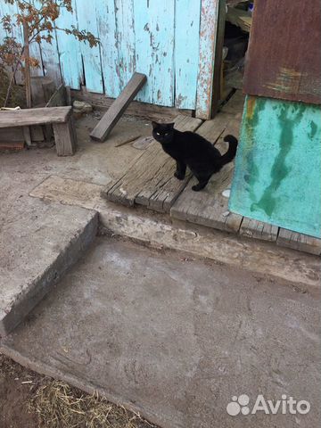 Кот черный купить на Зозу.ру - фотография № 2