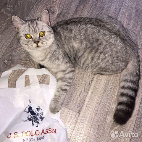 Британская кошка ищет жениха купить на Зозу.ру - фотография № 5