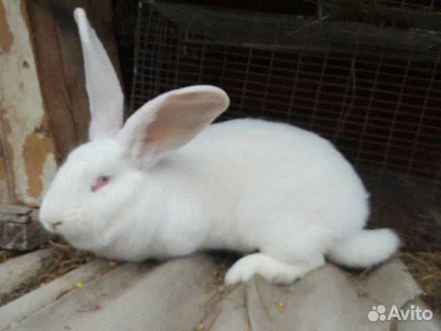 Кролики фландр,белый,серый великан купить на Зозу.ру - фотография № 6