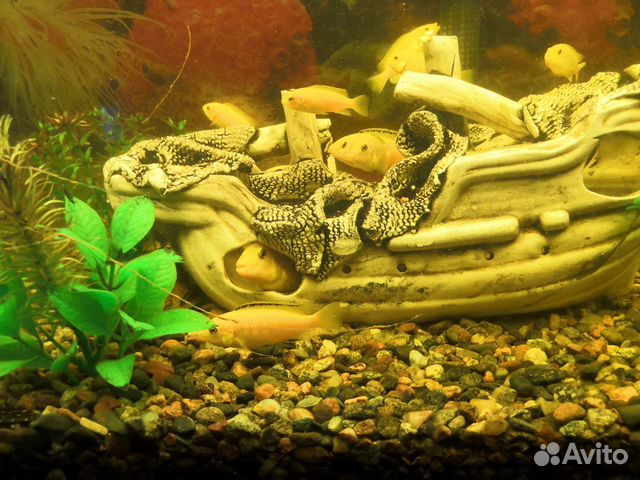 Продаются аквариумные рыбки. Африканские жёлтые ци купить на Зозу.ру - фотография № 5