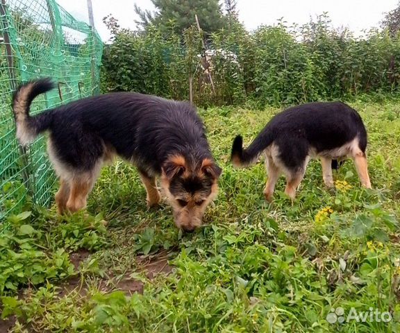 Собаки подростки ищут хозяев купить на Зозу.ру - фотография № 2