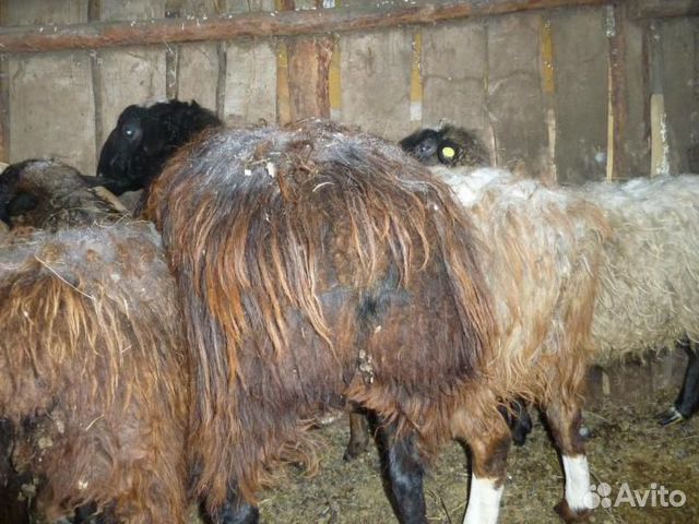Овцы бараны козы купить на Зозу.ру - фотография № 3